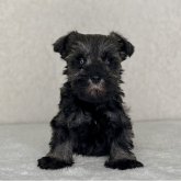 ミニチュアシュナウザー