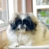 ペキニーズ【神奈川県・女の子・2024年12月11日・パーティ】の写真1