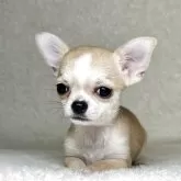 チワワ(スムース)