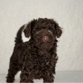 トイプードル(トイ)