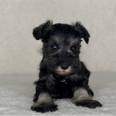 ミニチュアシュナウザー