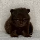 ポメラニアン