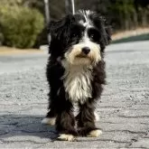 チャイニーズ・クレステッド・ドッグ