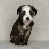 チャイニーズ・クレステッド・ドッグ