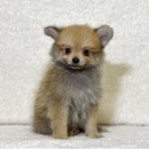 ポメラニアン