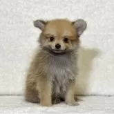 ポメラニアン