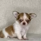 チワワ(ロング)