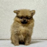 ポメラニアン