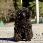 トイプードル(トイ)