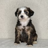 チャイニーズ・クレステッド・ドッグ