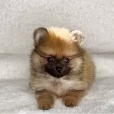 ポメラニアン