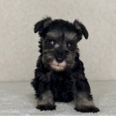 ミニチュアシュナウザー