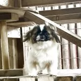 ペキニーズ