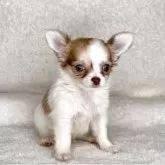 チワワ(ロング)