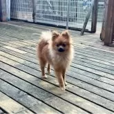 ポメラニアン