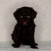 トイプードル(トイ)