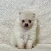 ポメラニアン