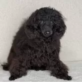 トイプードル(トイ)