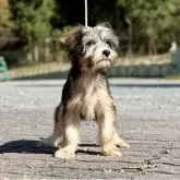 チャイニーズ・クレステッド・ドッグ