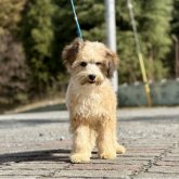 チャイニーズ・クレステッド・ドッグ