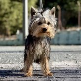 ヨークシャーテリア