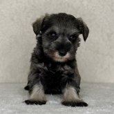 ミニチュアシュナウザー