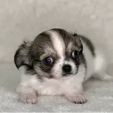 チワワ(ロング)