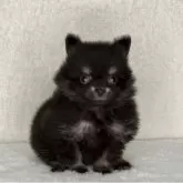 ポメラニアン