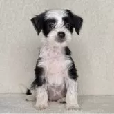 チャイニーズ・クレステッド・ドッグ