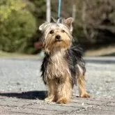 ヨークシャーテリア【神奈川県・男の子・2025年6月21日・スティールブルー&タン】の写真1