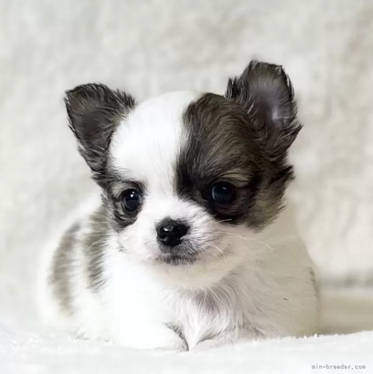 ID:2401-04654の子犬