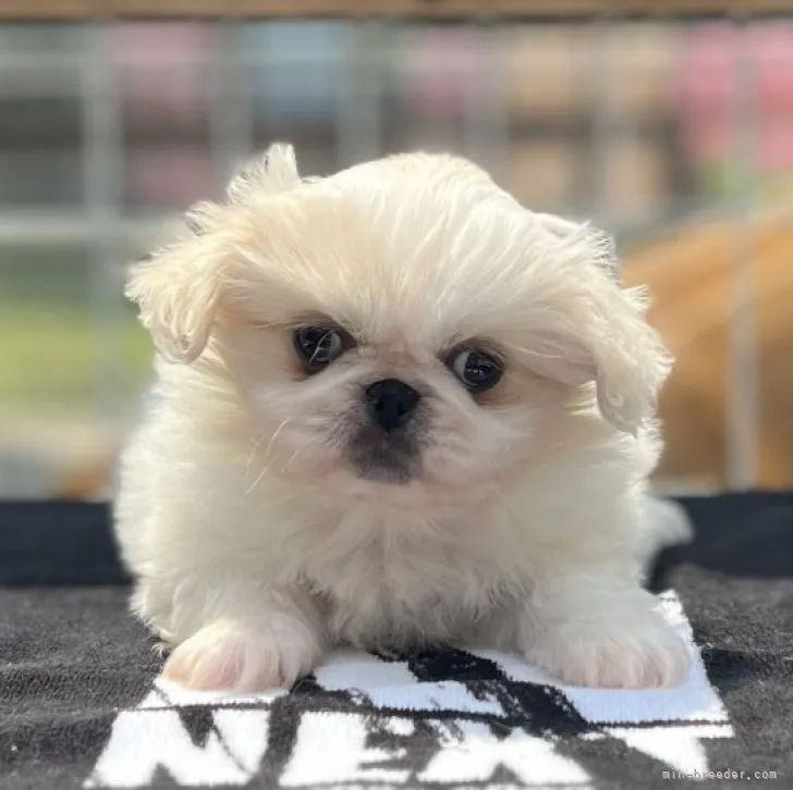 ID：2305-00749の子犬