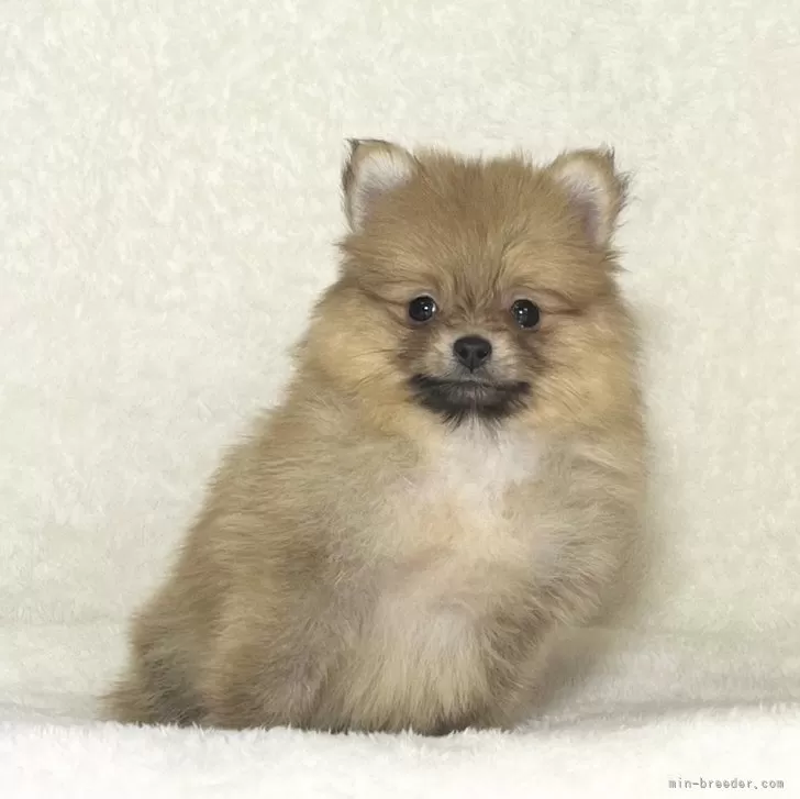 ID:2312-04561の子犬