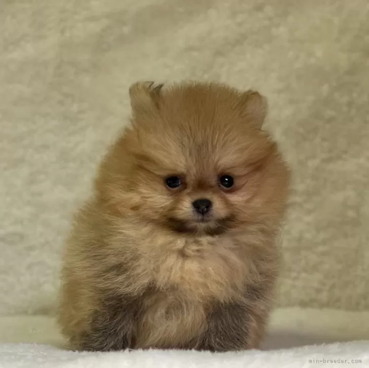 ID:2409-04517の子犬