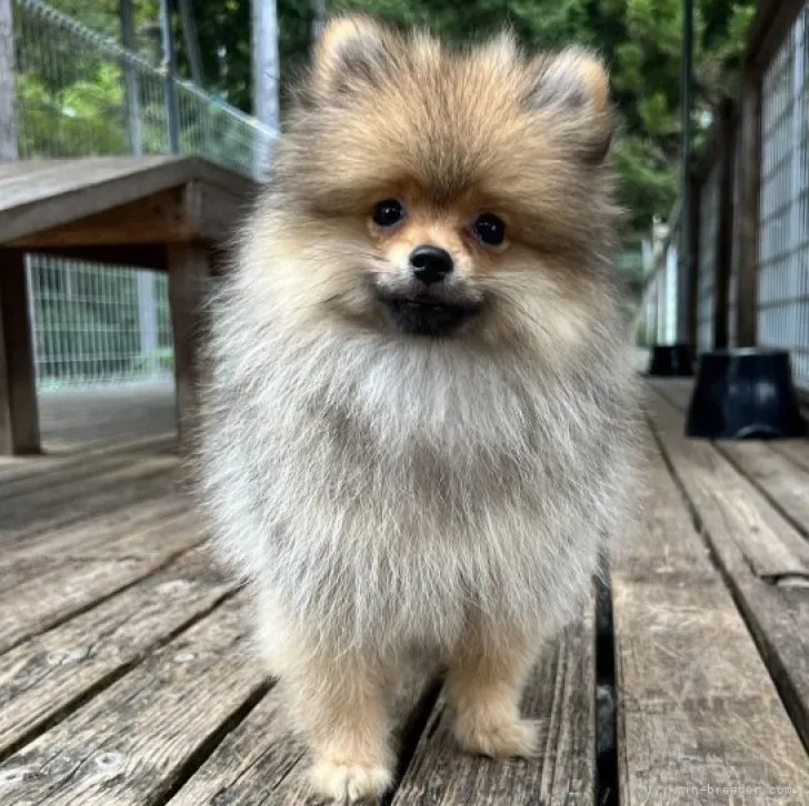 ID：2307-06434の子犬