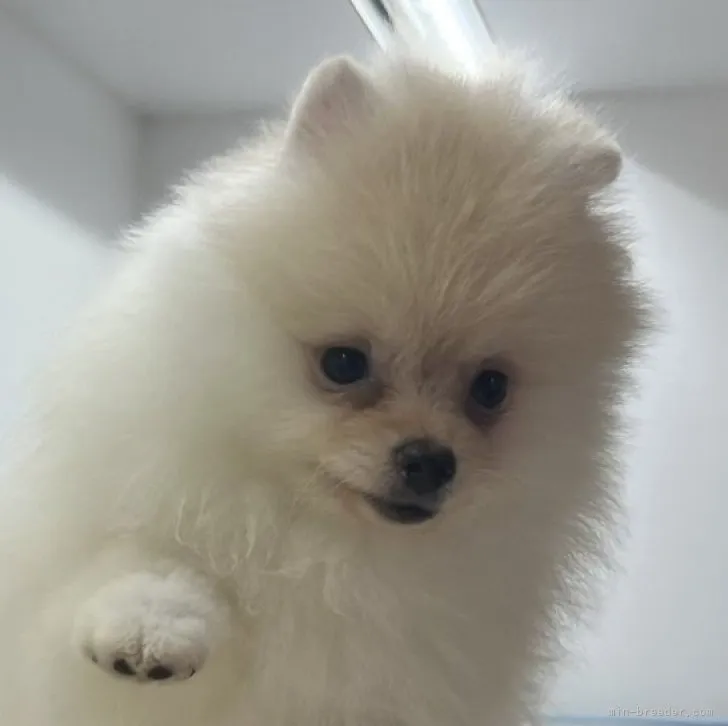 ID：2308-03209の子犬