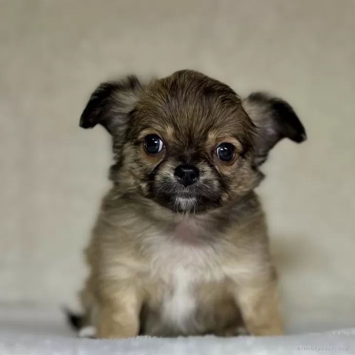 ID:2404-04066の子犬
