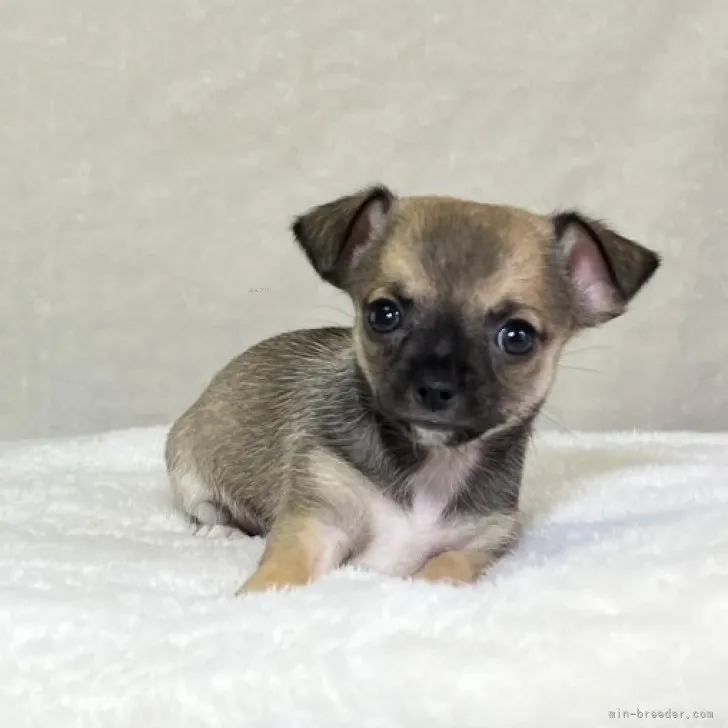 ID：2308-06557の子犬