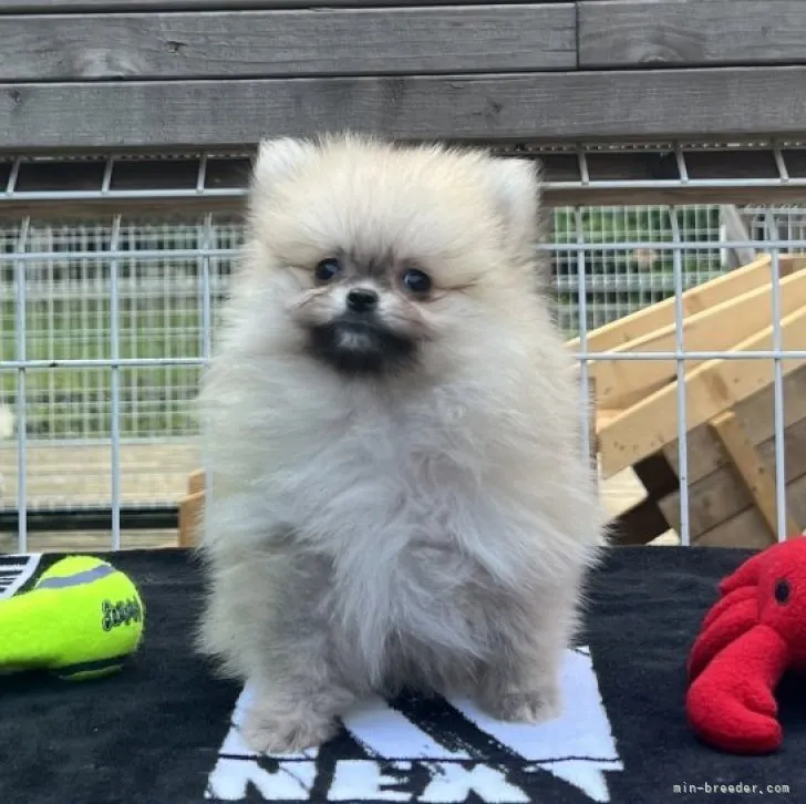 NF 様のお迎えした子犬