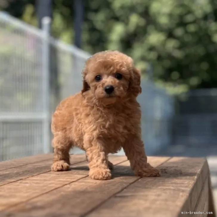 ID:2304-01696の子犬