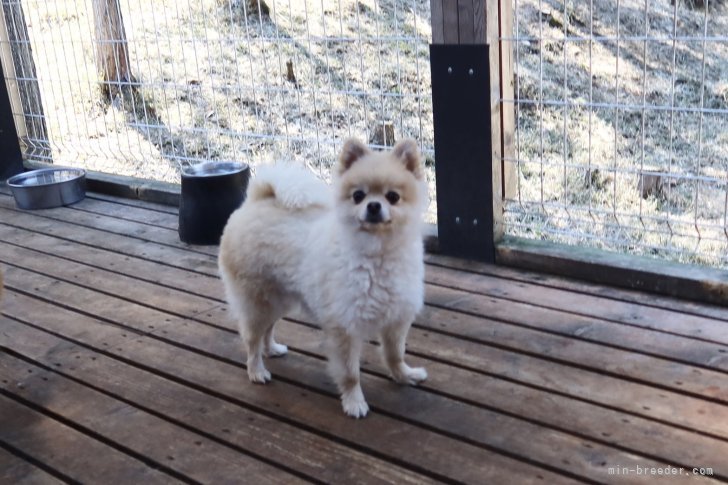 ポメラニアン【・女の子・2019年9月12日・クリーム】