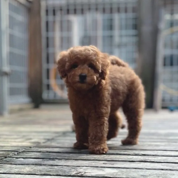 ID：2306-02889の子犬