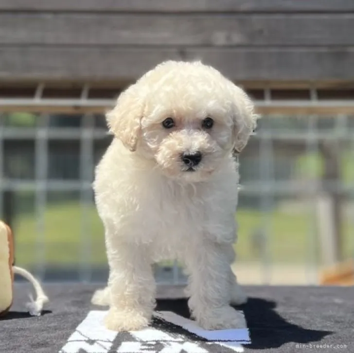 ID：2304-03577の子犬