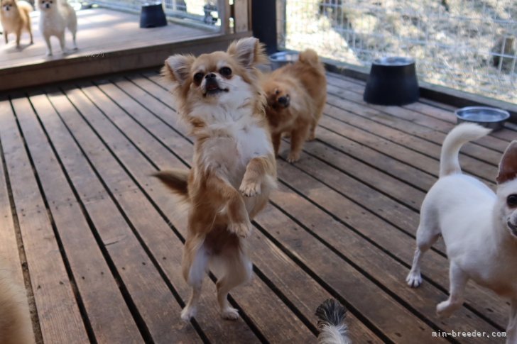 チワワ(ロング)【・女の子・2023年1月29日・レッド&amp;ホワイト】