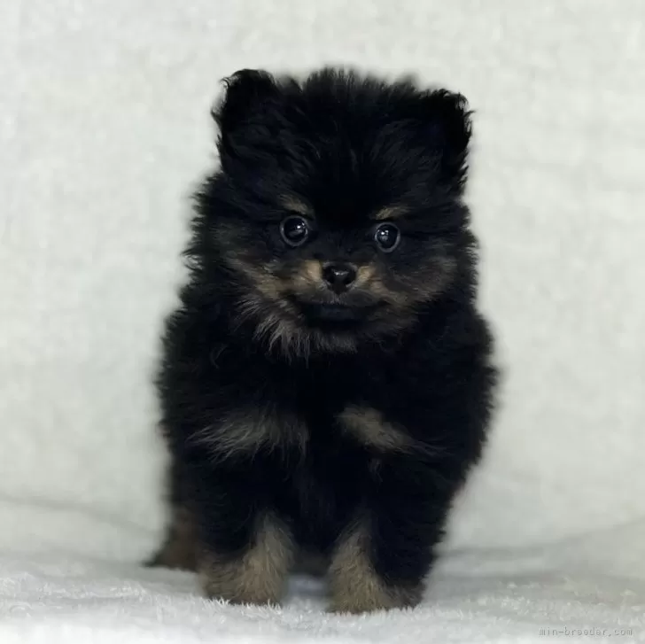 ID:2402-00722の子犬