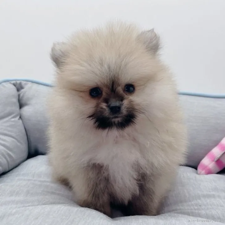 ID：2310-05160の子犬