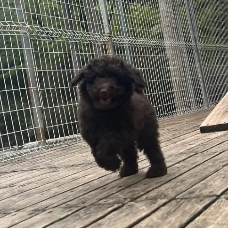 cookie 様のお迎えした子犬