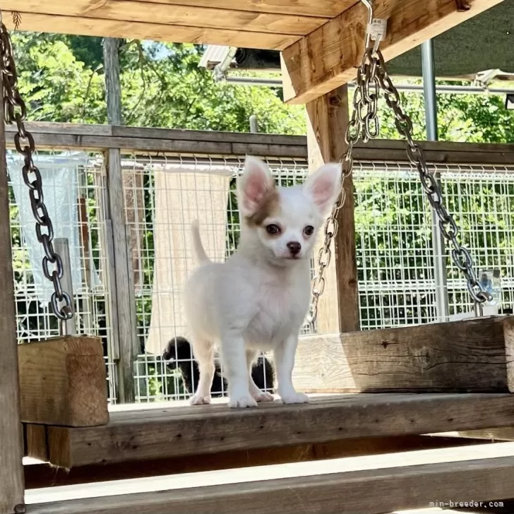 ID：2403-05576の子犬