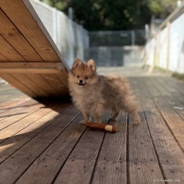 ID：2310-05847の子犬