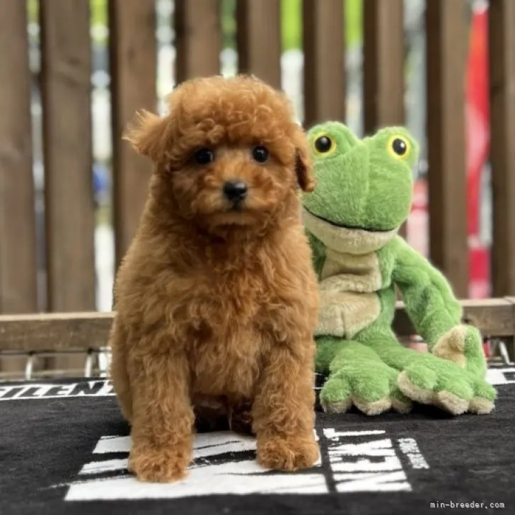 T.N 様のお迎えした子犬